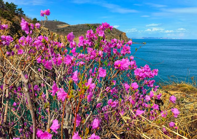 大連石槽懸崖杜鵑花