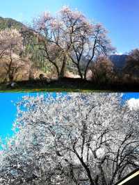 來西藏迎接你的"桃花"運吧！