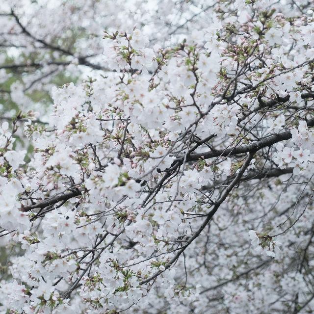 🌸武漢限定浪漫！把春天一口氣打包帶走✨