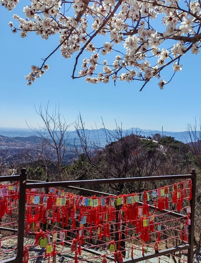 走近香山，走進春天