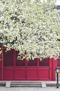 春花北京