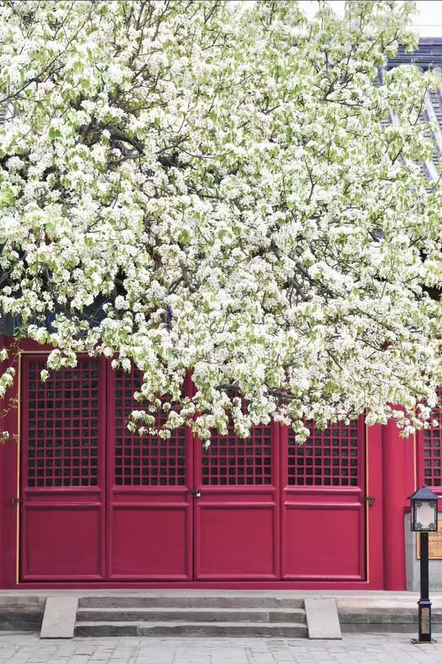 春花北京