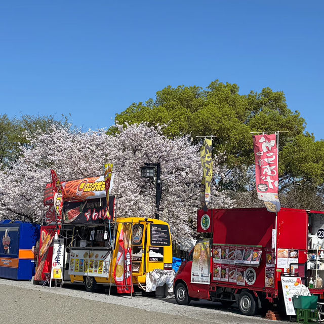 🌸福岡五鶴公園櫻花秘境一日行｜承包專屬粉色浪漫