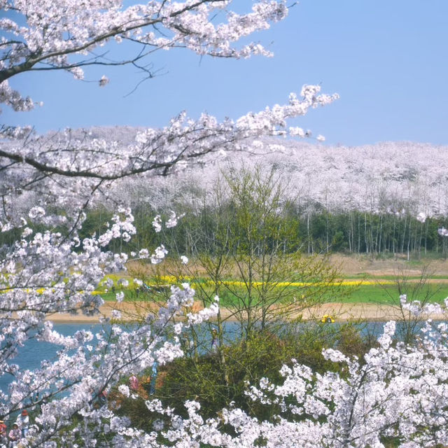 🌸奔赴萬畝粉白浪漫！貴州安順貴安櫻花園必打卡攻略 