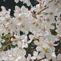 貴陽馬廠營山體公園｜你不知道的秘密賞櫻地🌸
