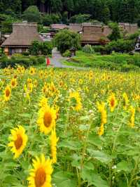 🌻美山町 | 闖入童話般的向日葵花海