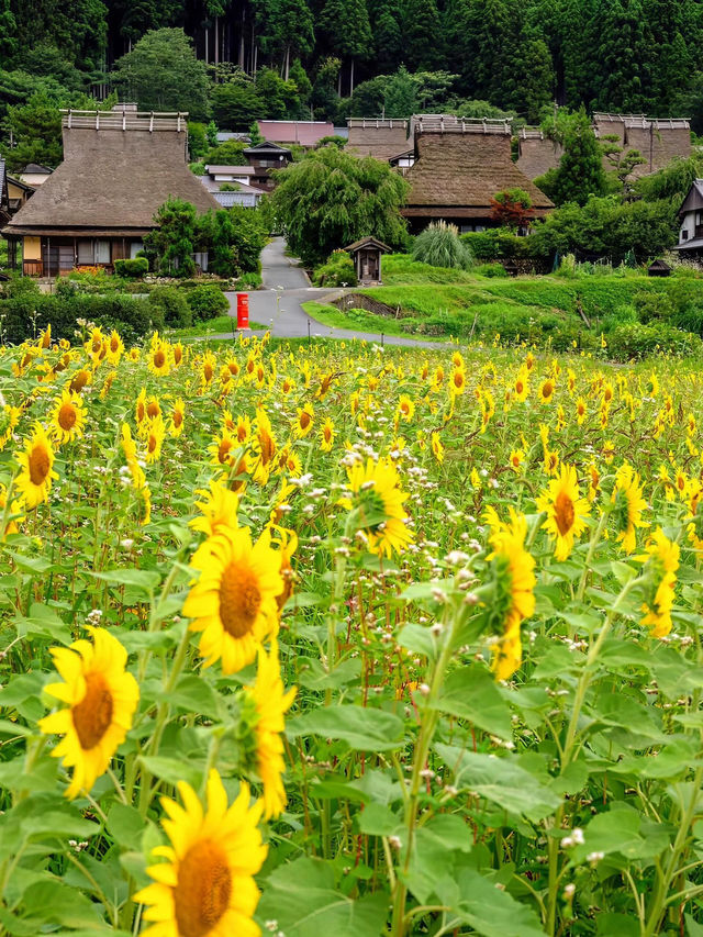 🌻美山町 | 闖入童話般的向日葵花海