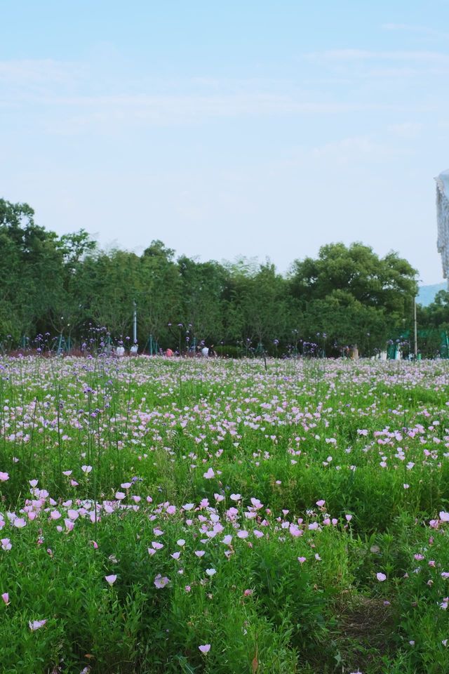 就喺平陽雲嶼灣！花海露營真係太開心啦！