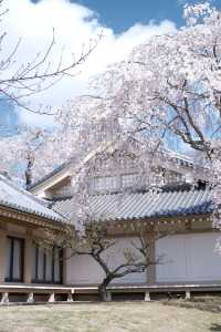 京都【背割堤-醍醐寺一日遊攻略，追櫻大吉】