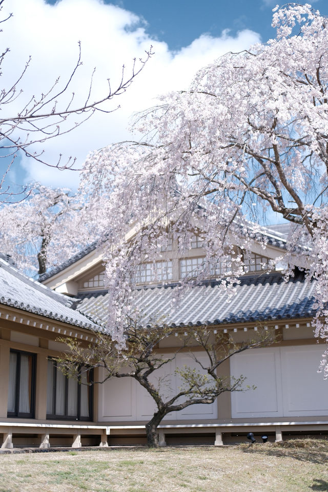 京都【背割堤-醍醐寺一日遊攻略，追櫻大吉】