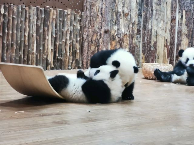 成都大熊猫繁育研究基地｜避開人潮的在地玩法