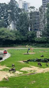 聽勸廣州長隆野生動物園南門入真係正