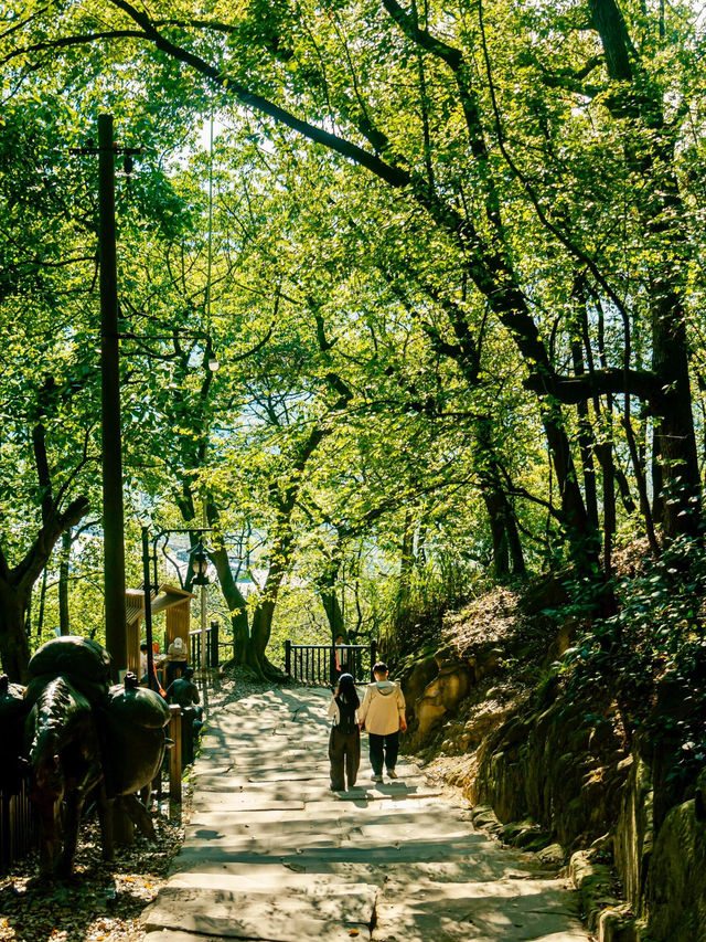 🌸 SPRING SECRET: Chongqing’s "90% DOWNHILL" Flower Path (Zero Sweat Guaranteed!)