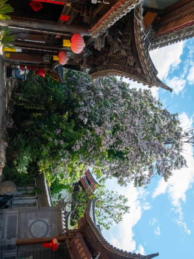 麗江嘅花開得太靚啦！