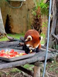 廈門親子遊｜將動物與馬戲狂歡融入旅程