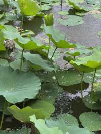 雨中漫步圓明園