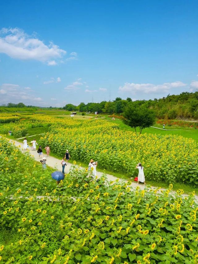 金黃的向日葵花海迎着陽光怒放，勾勒出盛夏的美妙景色。