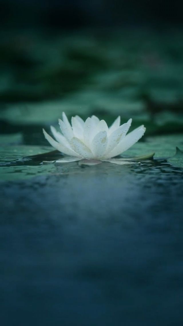蘇州秘境！虎丘濕地睡蓮綻放，邂逅莫奈花園的浪漫