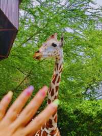 帶小朋友去動物園就啱晒！！！