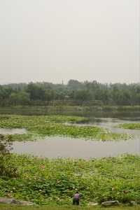 一畝園公園重開