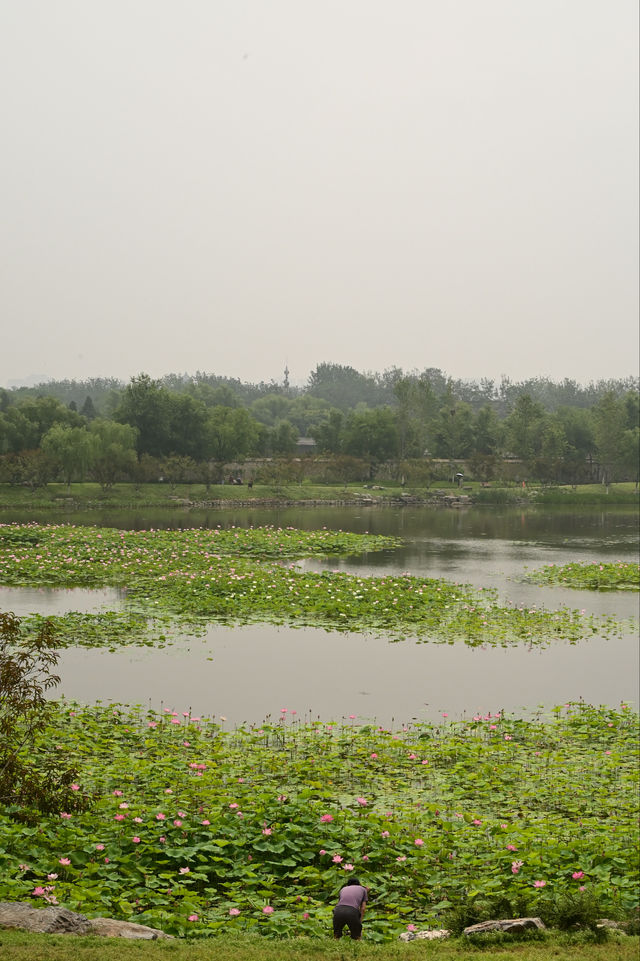 一畝園公園重開