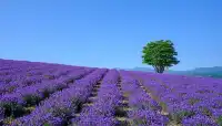 Hokkaido Lavender Season: A Romantic Summer Awaits