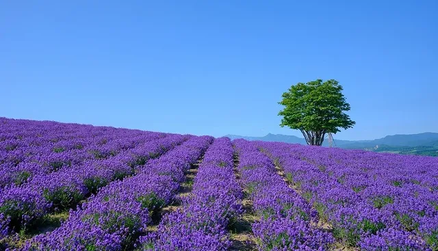 Hokkaido Lavender Season: A Romantic Summer Awaits