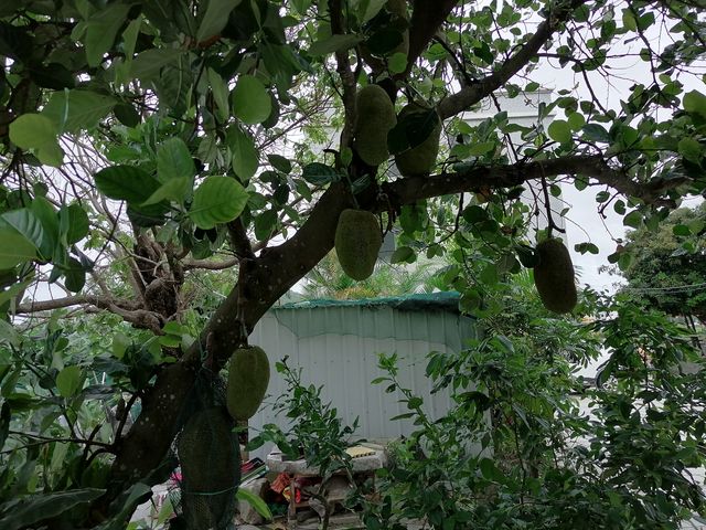 古村入畫|用畫筆留住時光的痕跡