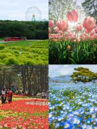 茨城：花海與自然的奇幻之旅