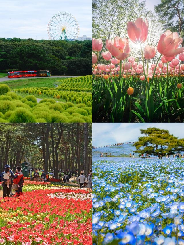 茨城：花海與自然的奇幻之旅