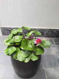 碉樓腳下好住處