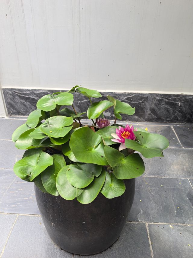 碉樓腳下好住處