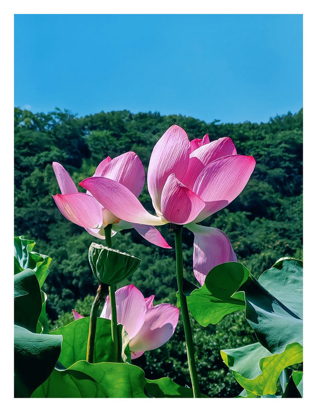 杭州旅遊攻略