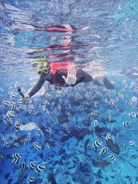 🌊 Snorkeling in Paradise: A Maldives Dream Come True! 🤿✨