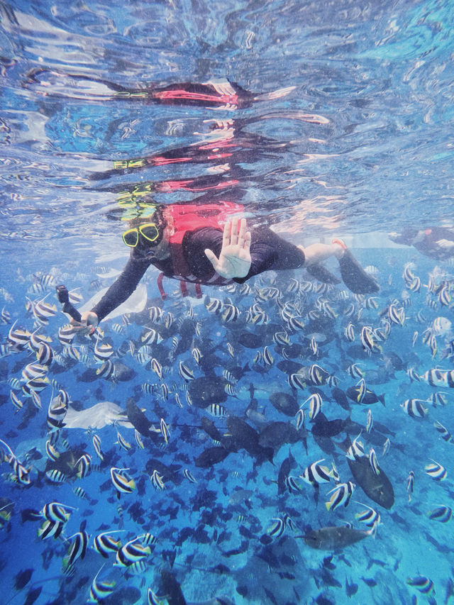 🌊 Snorkeling in Paradise: A Maldives Dream Come True! 🤿✨