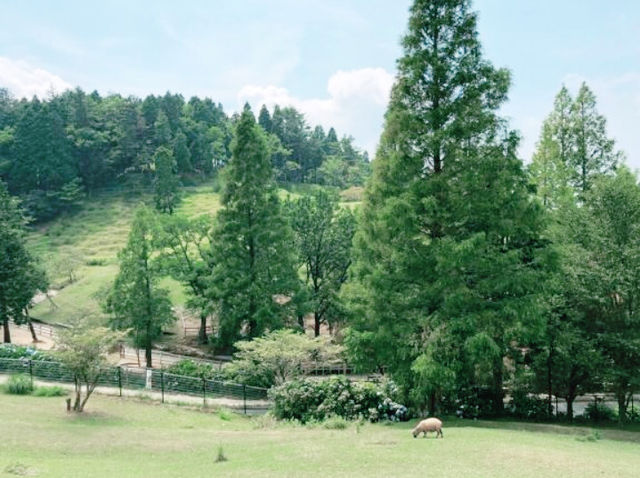 六甲山絕景！大阪後花園的日出雲海之戀】**  