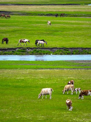 Isn't Hulunbuir in summer worth your visit? It's absolutely stunning!