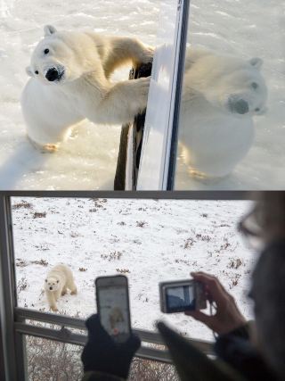 北極熊観察、カナダ・チャーチルでの深度アウトドアツアー