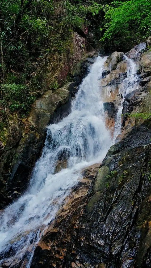 隱世秘境！穿越九龍江國家森林公園的綠野仙蹤 **推薦理由** 南嶺綠寶石！森林覆蓋率達97%的