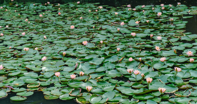 8月去看看蘇州版莫奈的花園，睡蓮美到窒息
