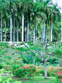 西雙版納熱帶植物園遊玩攻略：沉浸式體驗熱帶雨林之美