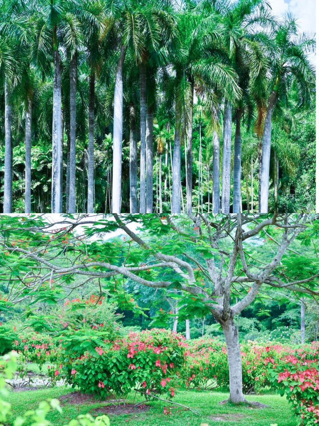 西雙版納熱帶植物園遊玩攻略：沉浸式體驗熱帶雨林之美