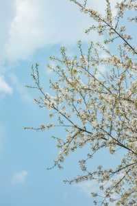 寧波前灣賞花攻略｜春日限定浪漫，邂逅花海