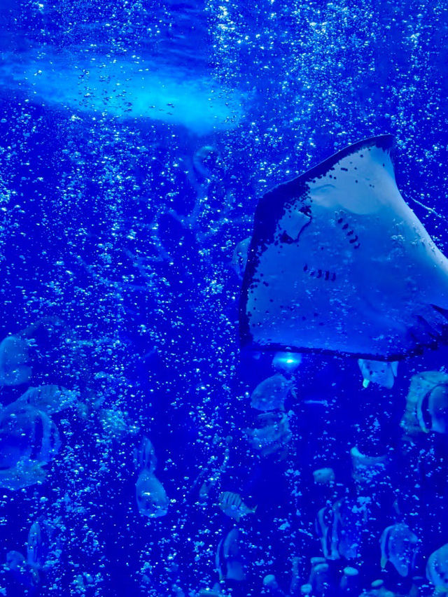 蔚藍童話，永泰海岸的海洋之夢：永泰歐樂堡海洋世界