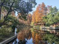 誤入童話世界，青山公園三色治癒之旅:

一、秋日必賞三絕：定格不同色系的秋景
 
1. 銀杏大道·鎏