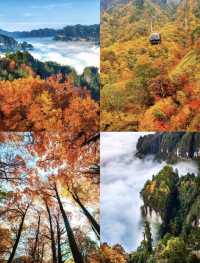 光霧山紅葉瘋了！這680平方公里的秋景美到爆