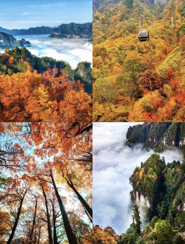 光霧山紅葉瘋了！這680平方公里的秋景美到爆