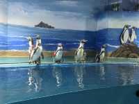 青島水族館迎來洪氏環企鵝