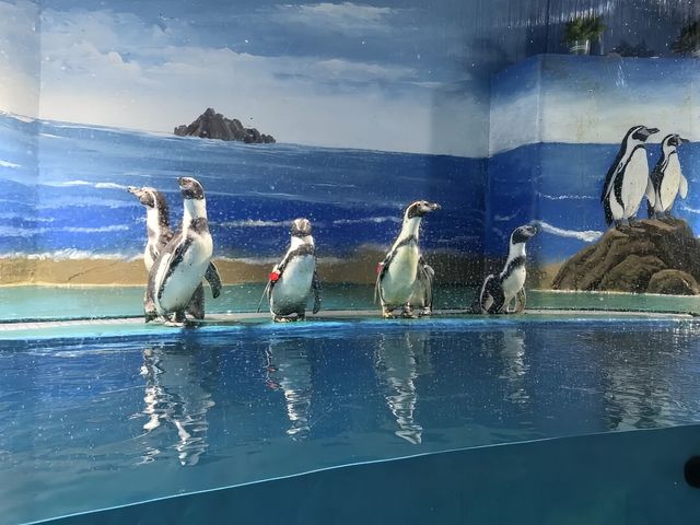 青島水族館迎來洪氏環企鵝