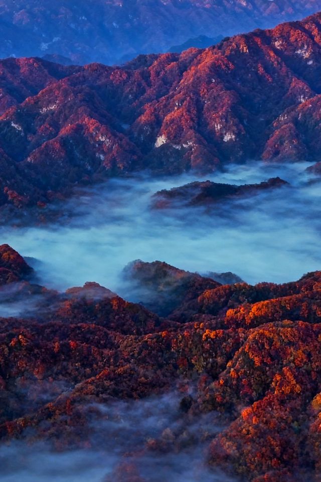 救命光霧山的秋天真的美哭我了